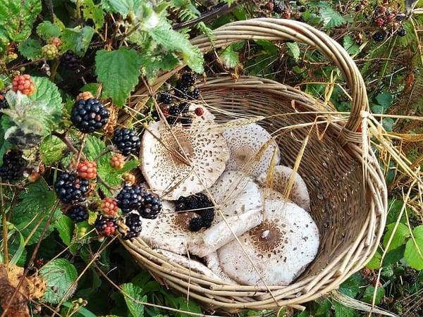 basket with mushrooms and berrys