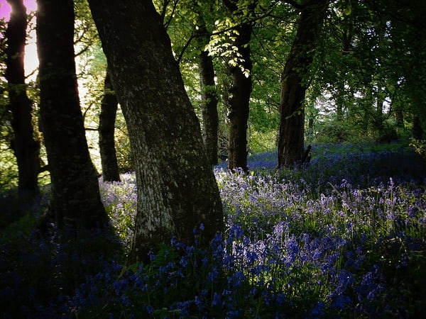 forrest trees with purple flowers