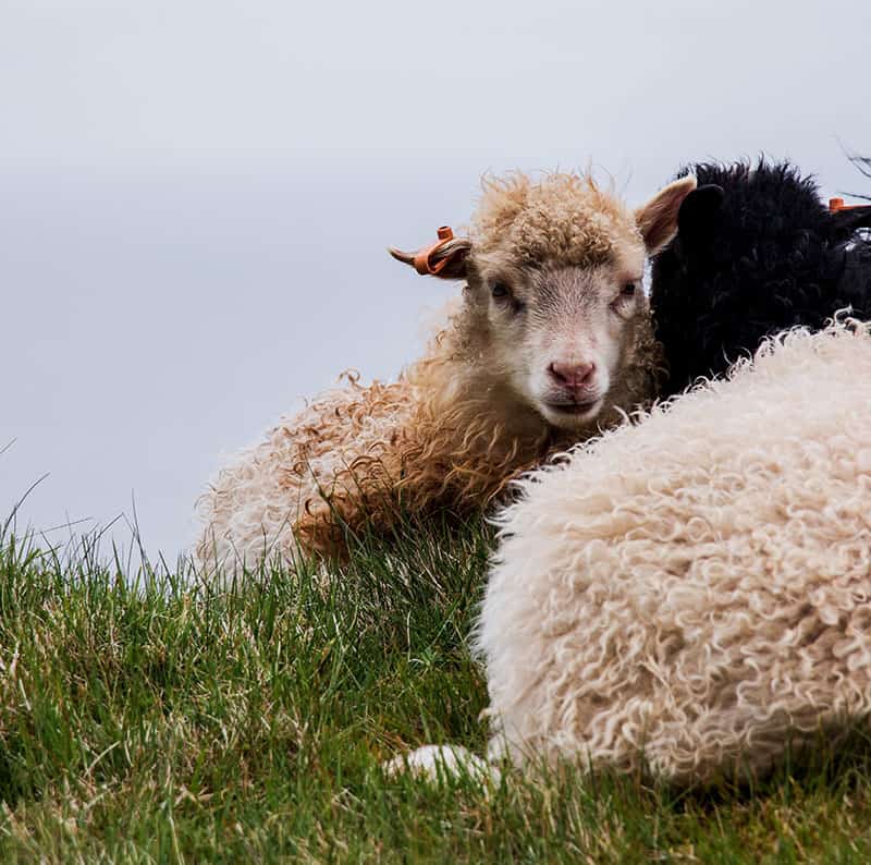 Animal husbandry sheep