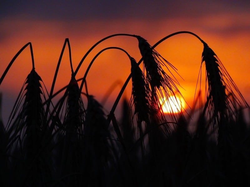 wheat farm at sunset