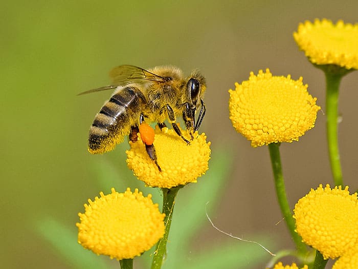 Beekeeping